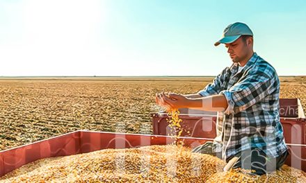 Relançamento da marca de sementes NK completa um ano com novas tecnologias e ferramentas digitais