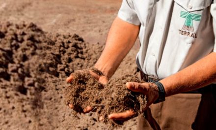 Grupo Terral Agro investe em Projeto SAP para entrar no varejo com cortes especiais de carnes e água de coco