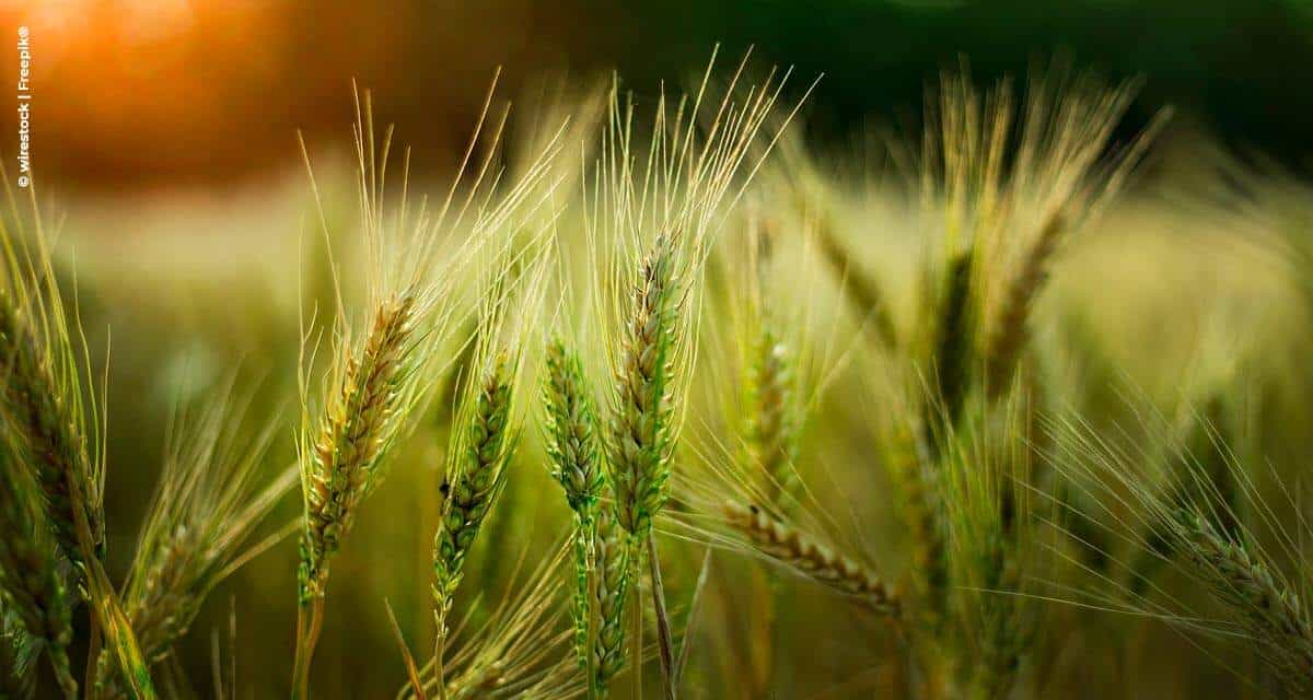 Novo zoneamento agrícola do trigo
