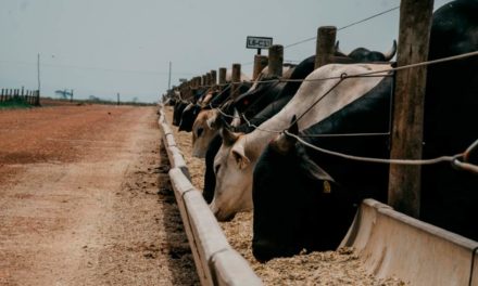 Com apoio da UPL, Confina Brasil mapeia 1,5 milhão de bovinos confinados em cinco estados