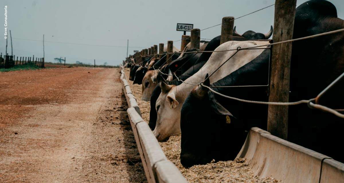 Com apoio da UPL, Confina Brasil mapeia 1,5 milhão de bovinos confinados em cinco estados