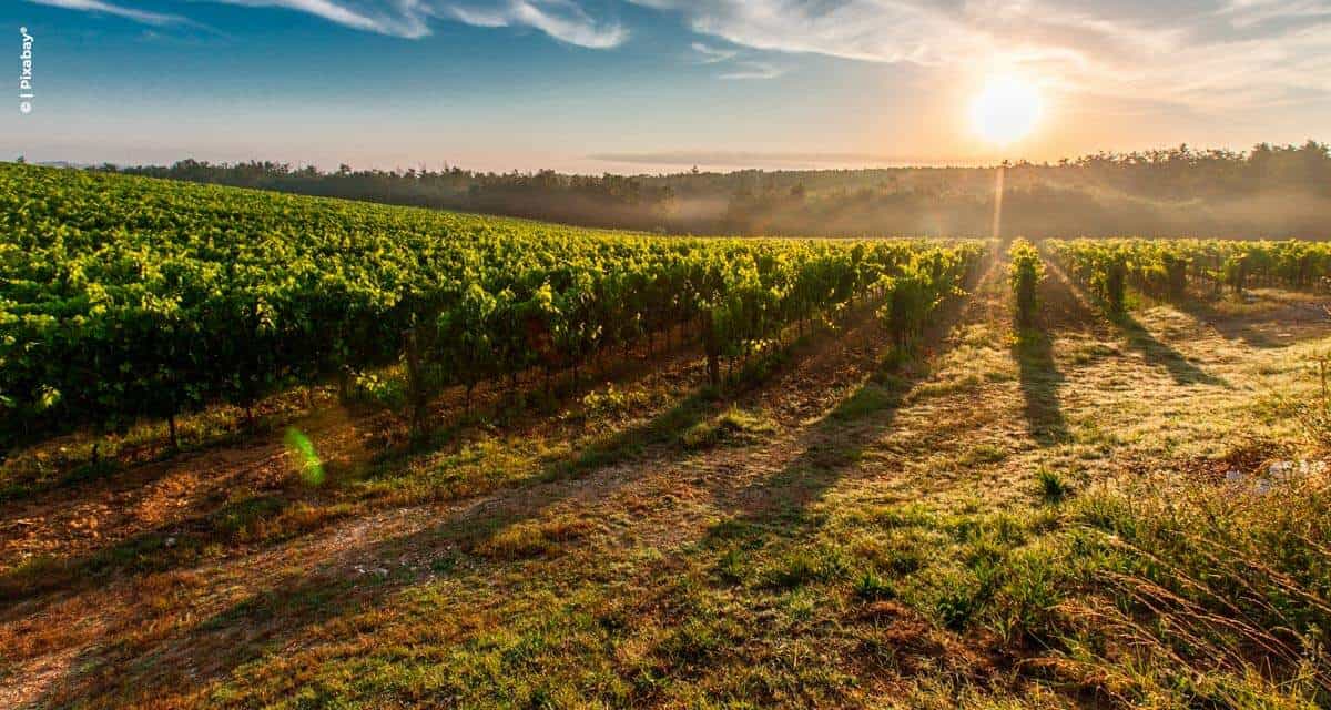 Muito sol e pouca chuva garantem excelente doçura das uvas