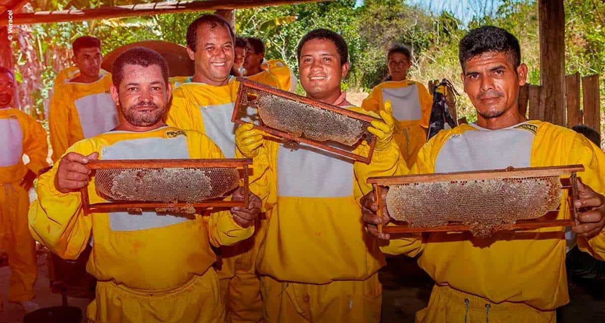 Veracel Celulose promove projeto de meliponicultura com comunidades no Sul da Bahia