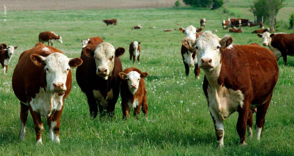 Chuvas de verão propiciam aumento da incidência de carrapatos no rebanho bovino