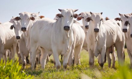 Programa Vetoquinol Resolve oferece soluções e serviços exclusivos para atender às necessidades dos pecuaristas brasileiros