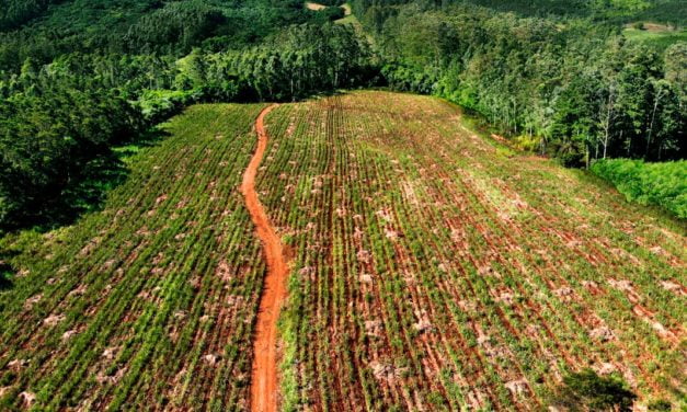 Venda de produtos sustentáveis cresce e empresas com anos de atuação no mercado investem em políticas ambientais