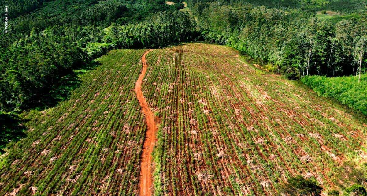 Venda de produtos sustentáveis cresce e empresas com anos de atuação no mercado investem em políticas ambientais