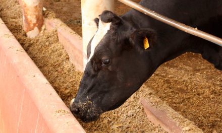 Secretaria de Agricultura inicia pesquisas com pecuária de precisão na área de nutrição de gado de corte