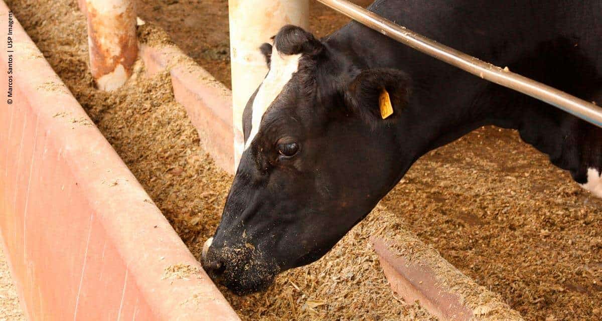 Secretaria de Agricultura inicia pesquisas com pecuária de precisão na área de nutrição de gado de corte