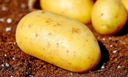 Como o fósforo foliar pode exercer um papel fundamental na nutrição da batata?