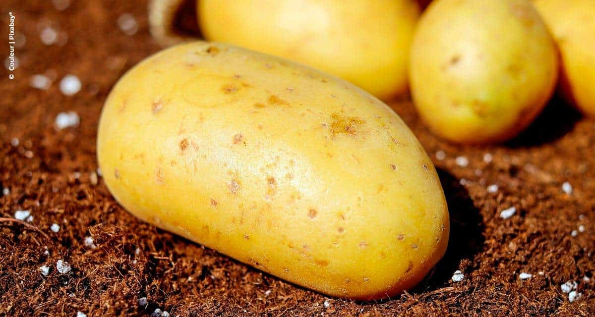 Como o fósforo foliar pode exercer um papel fundamental na nutrição da batata?