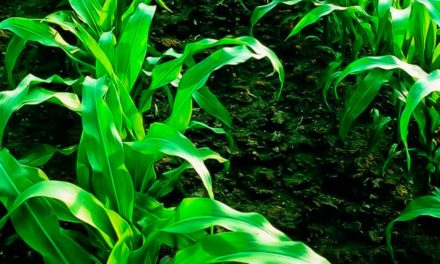 UE e China aprovam a importação de híbridos de milho com tecnologia VT Pro 4®