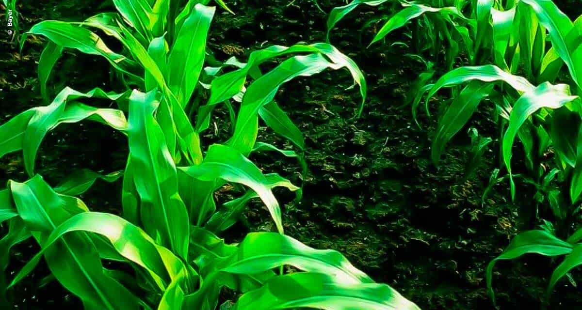 UE e China aprovam a importação de híbridos de milho com tecnologia VT Pro 4®
