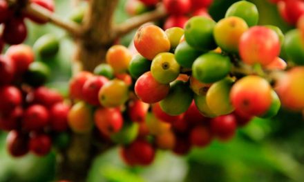Pragas e doenças do café: saiba como controlar ameaças que devastam a produtividade e a qualidade dos grãos