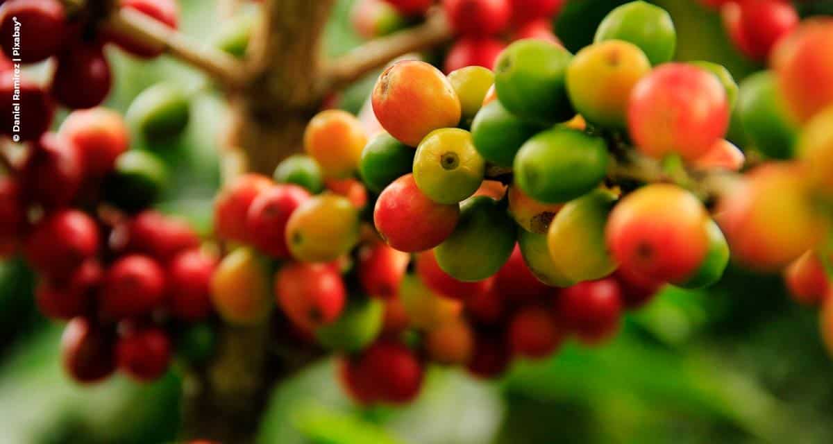 Pragas e doenças do café: saiba como controlar ameaças que devastam a produtividade e a qualidade dos grãos