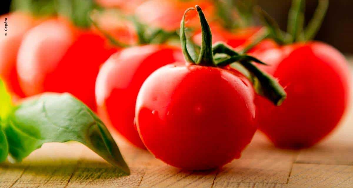 Cepêra colhe 30 milhões de quilos de tomate por safra projeta um crescimento de 20% em 2021