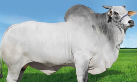 Pioneiro na genética bovina no Brasil, Grupo CRV investe R$ 12 milhões para crescer 30% em 2021