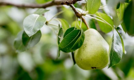 Produtores investem no cultivo da pera no Vale do Taquari