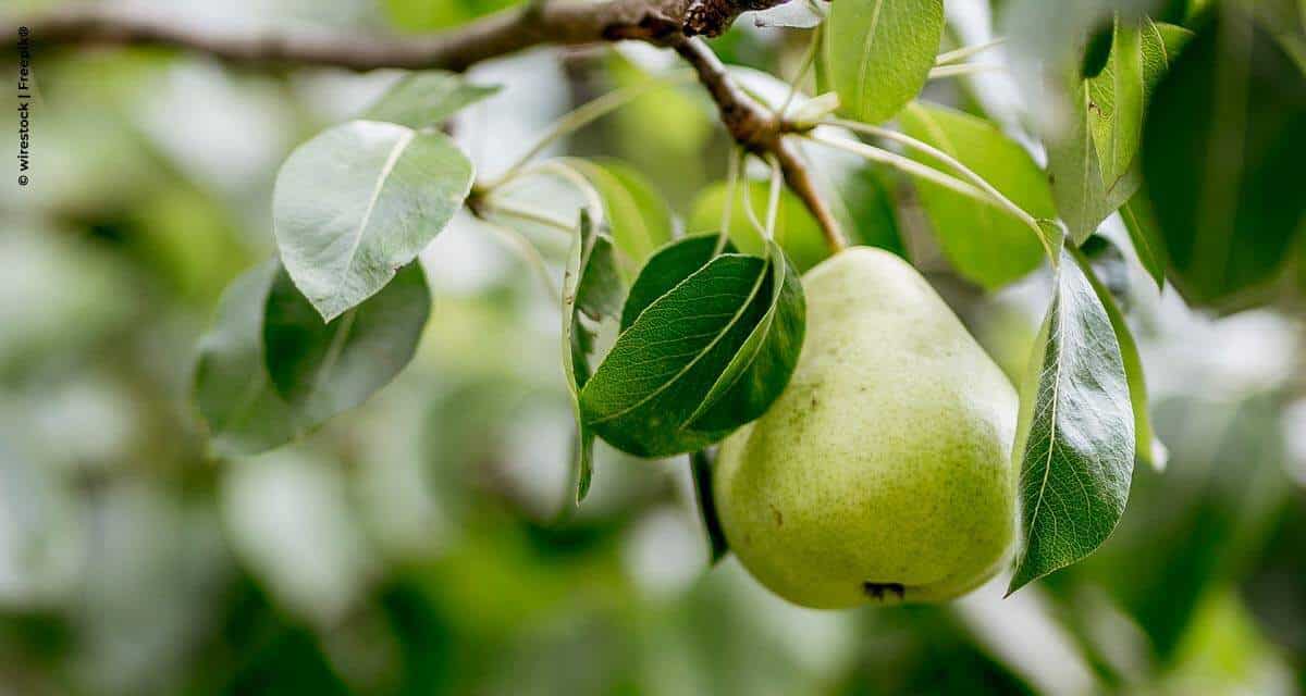 Produtores investem no cultivo da pera no Vale do Taquari