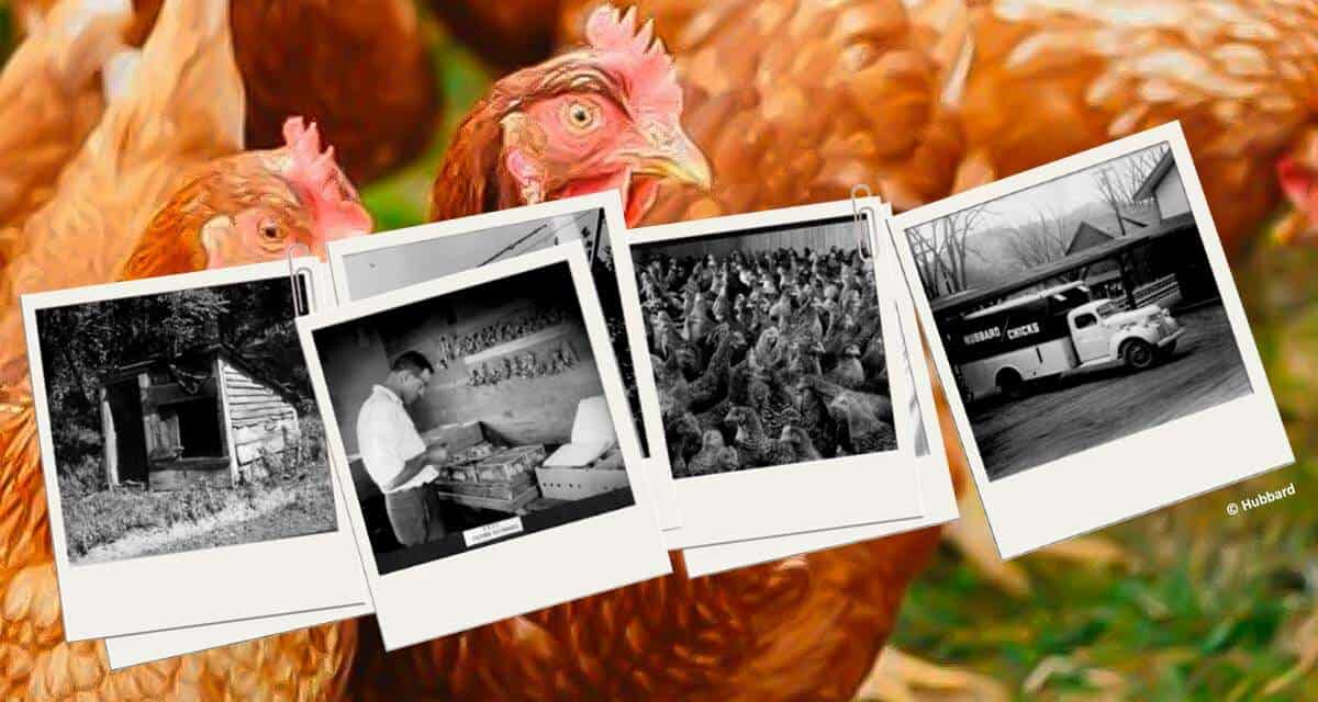 Hubbard comemora 100 anos de compromisso com o melhoramento avícola