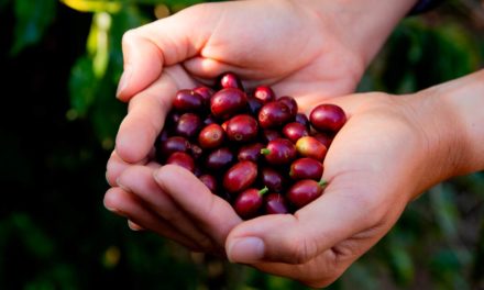 Fertilizantes foliares contribuem para maior produtividade e qualidade das colheitas de café