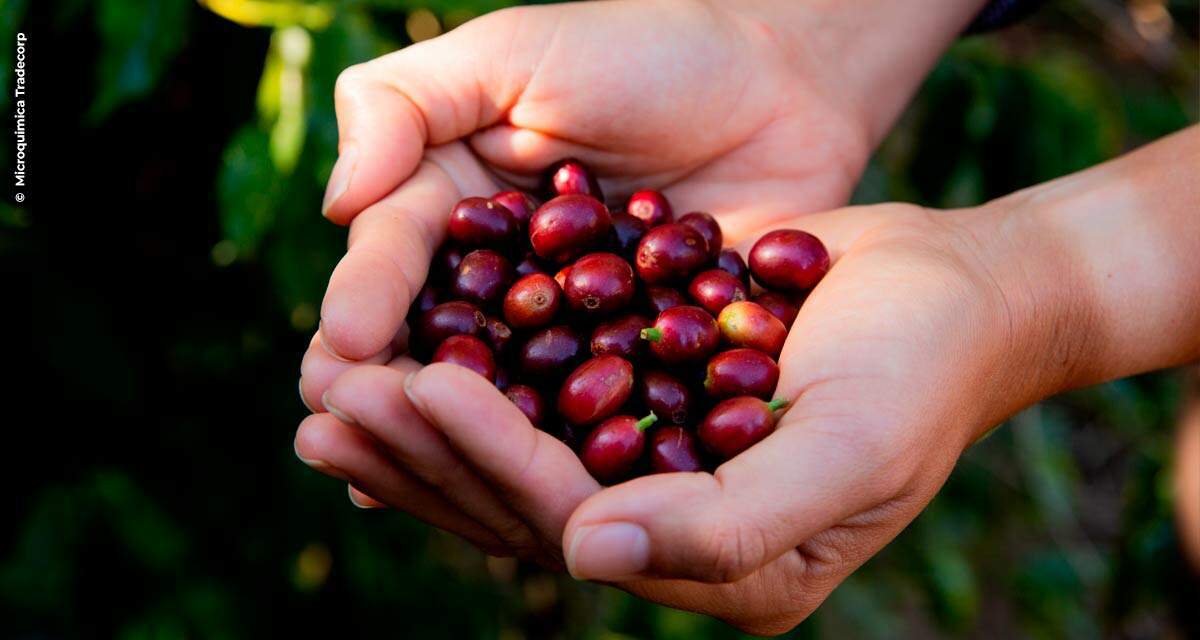 Fertilizantes foliares contribuem para maior produtividade e qualidade das colheitas de café