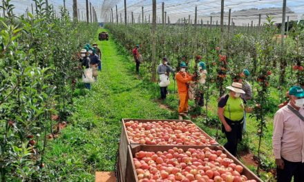 Vacaria, no Rio Grande do Sul, espera 12 mil trabalhadores para a colheita da maçã