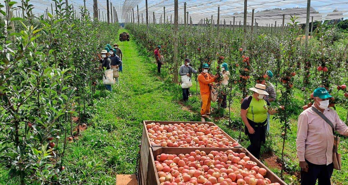 Vacaria, no Rio Grande do Sul, espera 12 mil trabalhadores para a colheita da maçã