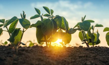 Plantabilidade traz ganho de produtividade para soja