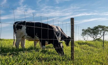 Tela pronta tem durabilidade e eficiência para a lucratividade da pecuária no Norte do Brasil