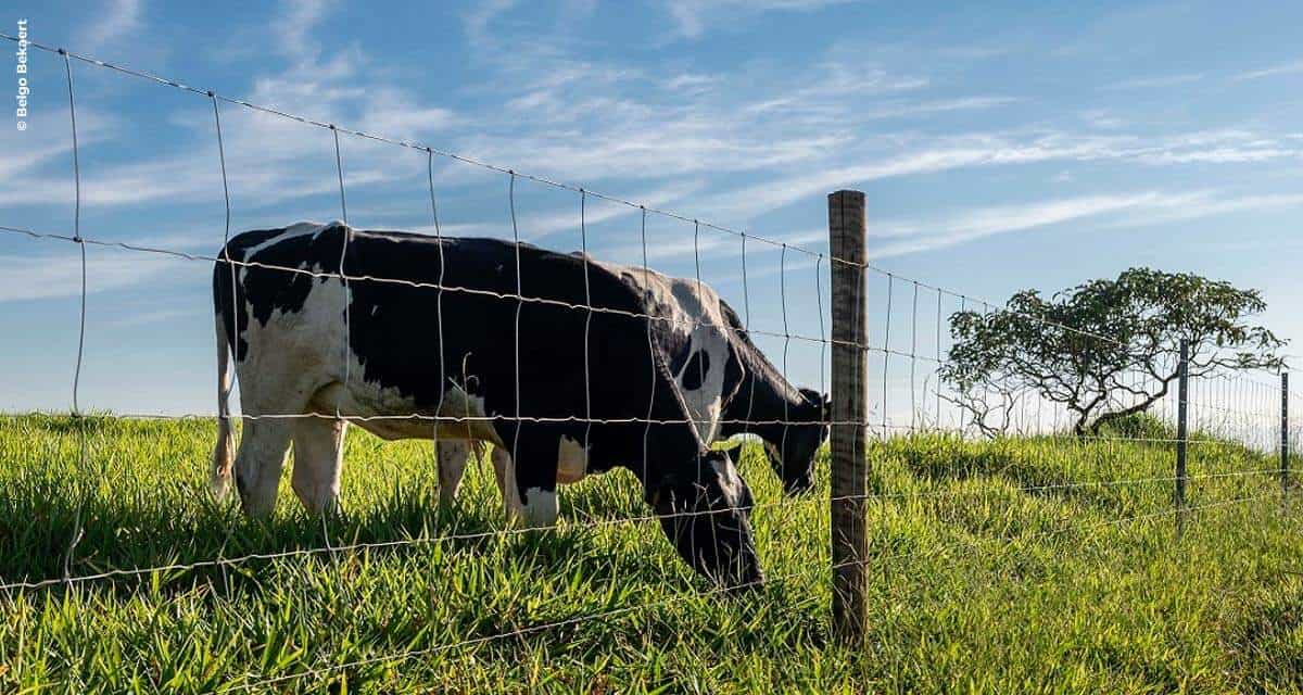 Tela pronta tem durabilidade e eficiência para a lucratividade da pecuária no Norte do Brasil