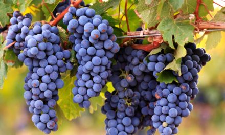 Família Casaril, sete décadas aprimorando a produção de uva