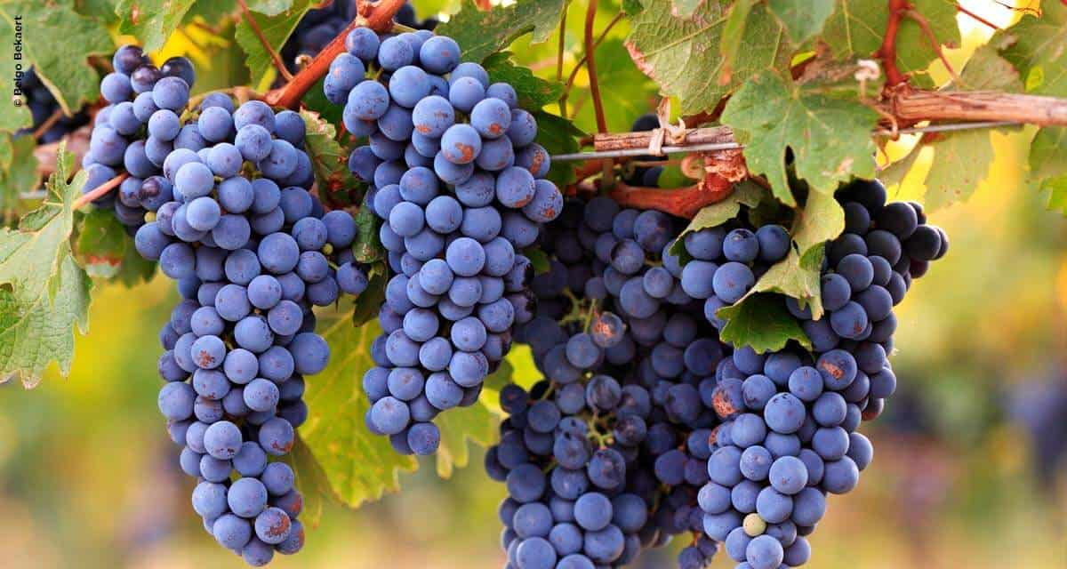 Família Casaril, sete décadas aprimorando a produção de uva