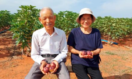 Casal de japoneses de 86 anos de idade realiza sonho e produz figos no Ceará