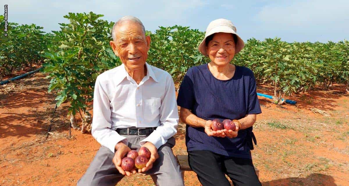 Casal de japoneses de 86 anos de idade realiza sonho e produz figos no Ceará