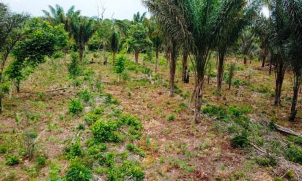 Agrofloresta: implantação do sistema de cultivo mudou relação com a natureza e aumentou a renda de famílias em Juruti (PA)