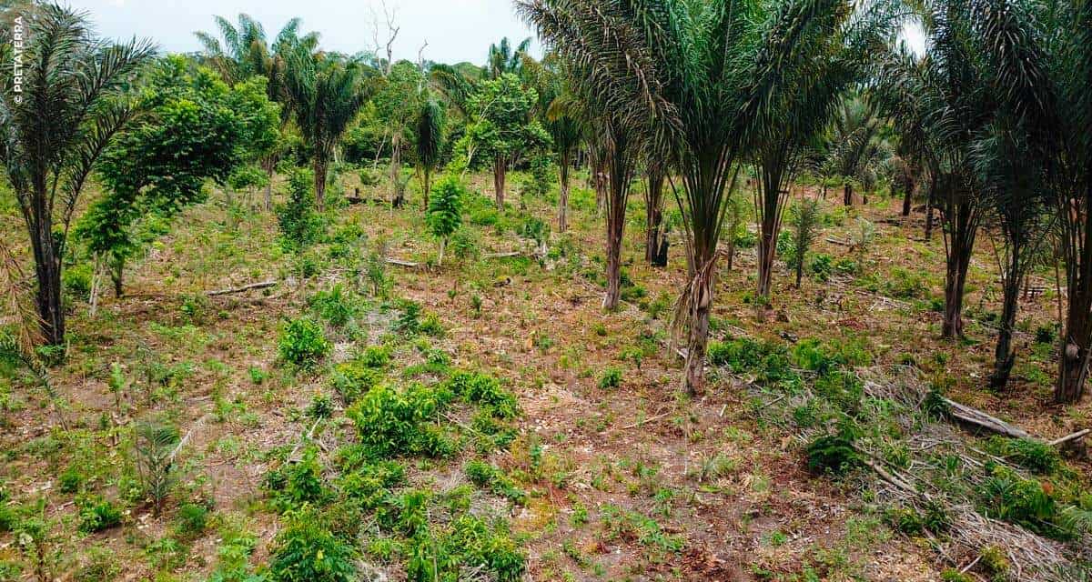 Agrofloresta: implantação do sistema de cultivo mudou relação com a natureza e aumentou a renda de famílias em Juruti (PA)