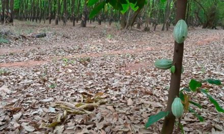 Projeto Consórcio Cacau e Seringueira no Noroeste Paulista é aposta da Secretaria de Agricultura e Abastecimento para a produção paulista