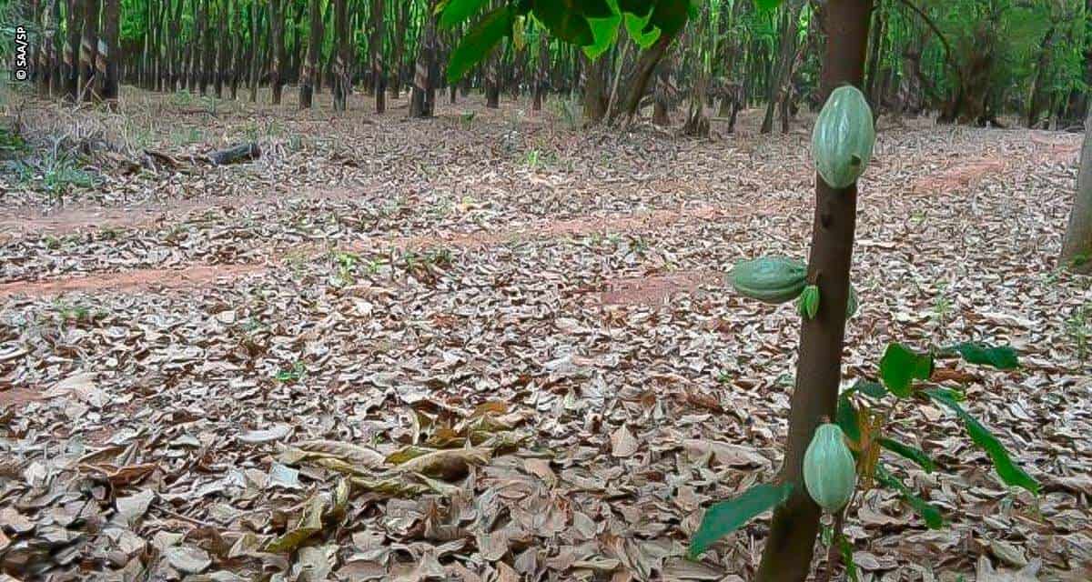 Projeto Consórcio Cacau e Seringueira no Noroeste Paulista é aposta da Secretaria de Agricultura e Abastecimento para a produção paulista