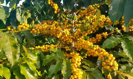 Cafeicultores de Garça pedem registro de indicação geográfica da região como produtora de cafés de alta qualidade