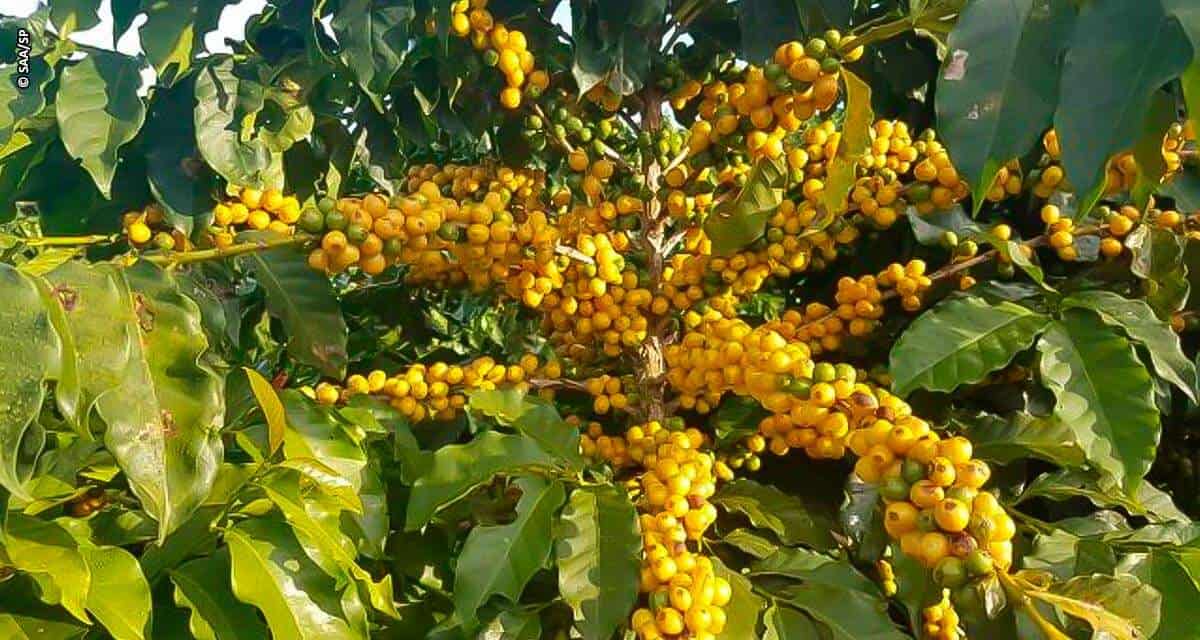 Cafeicultores de Garça pedem registro de indicação geográfica da região como produtora de cafés de alta qualidade