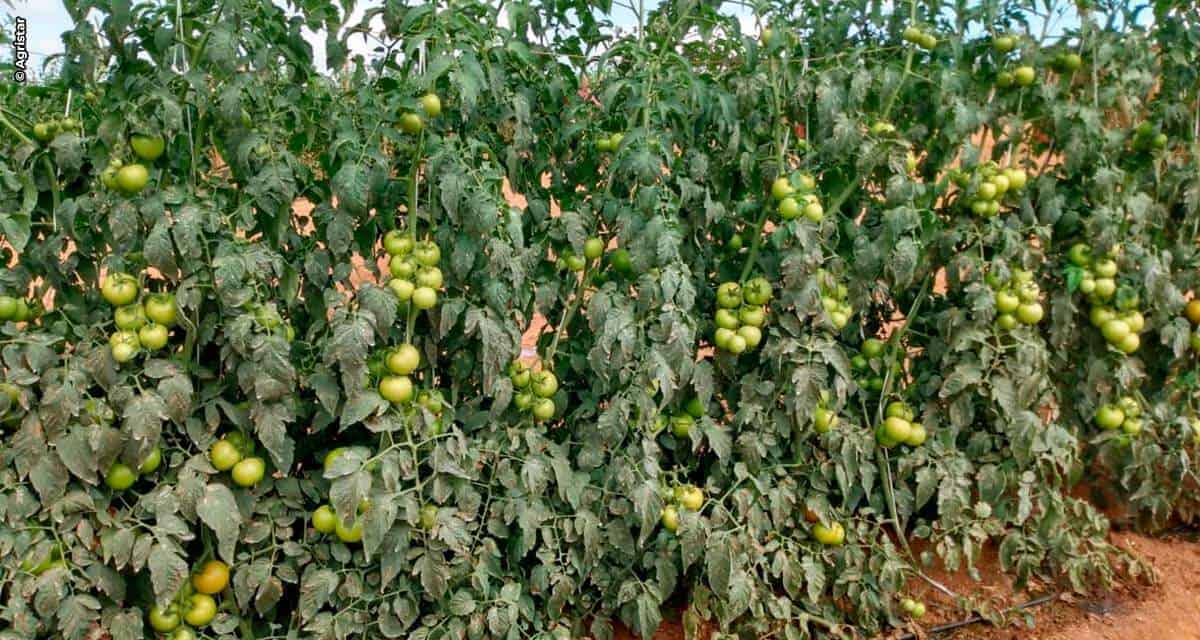 Produtividade e segurança: tomate Tyson leva ao produtor um pacote de resistência às principais doenças