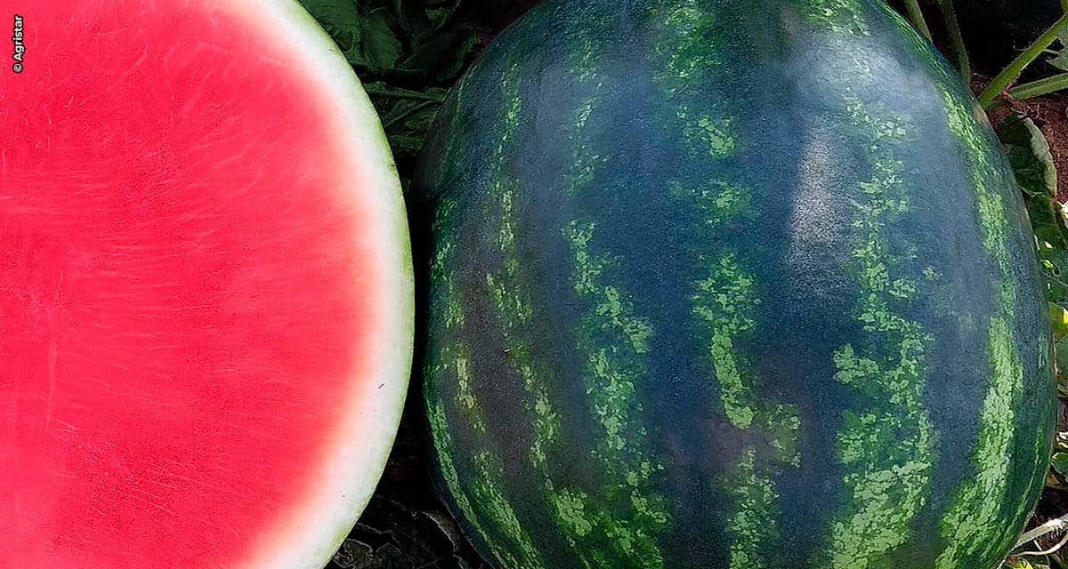 Aprovada pelo produtor e pelo consumidor, Melancia Arriba tem menos sementes e muito mais sabor