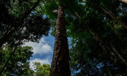 Agropalma atinge suas metas de responsabilidade socioambiental e traça novos objetivos até 2025