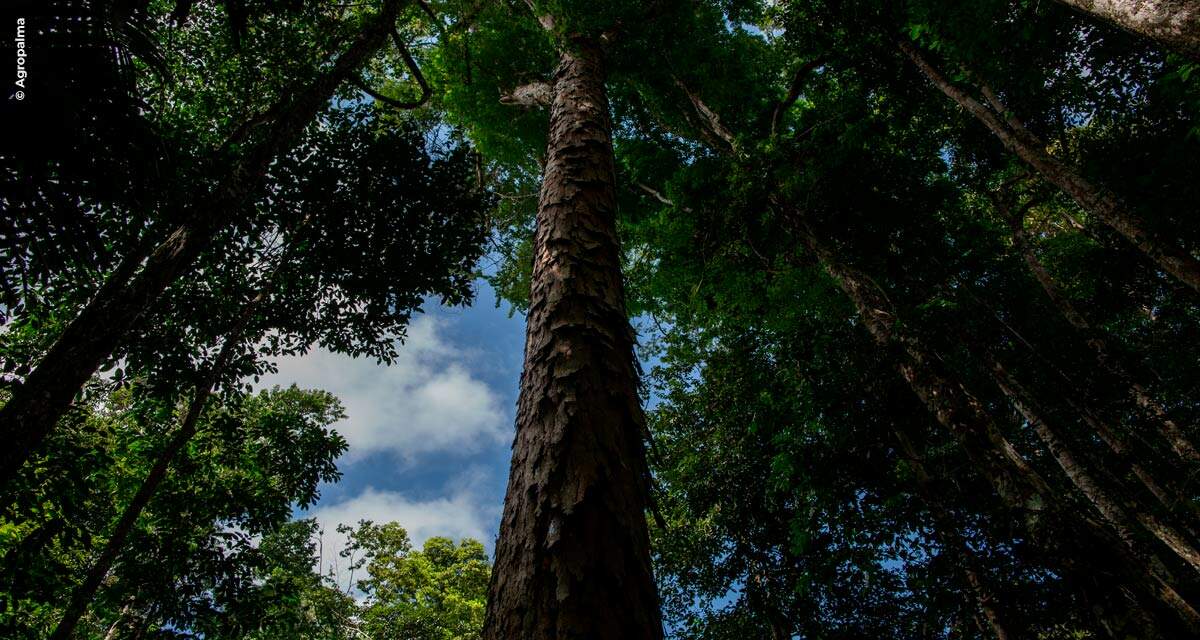 Agropalma atinge suas metas de responsabilidade socioambiental e traça novos objetivos até 2025