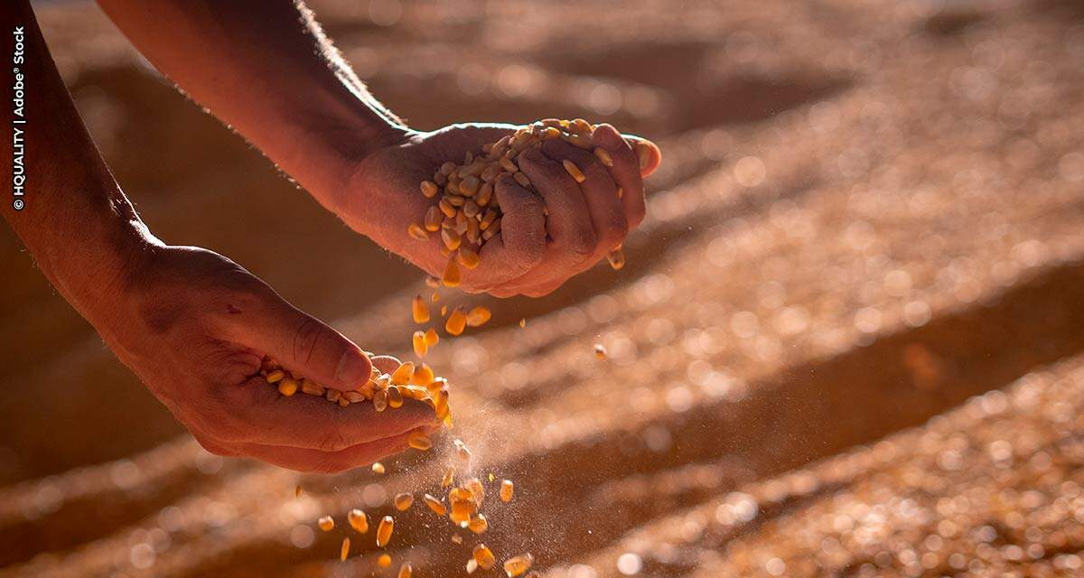 Mudanças climáticas acentuam riscos das micotoxinas em insumos da cadeia de proteínas animais, alerta Pesquisa Mundial de Micotoxinas