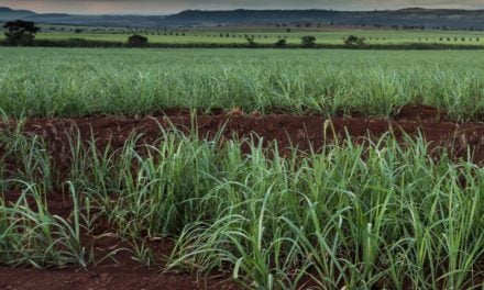 Atvos amplia plantio com semente artificial de cana-de-açúcar em colaboração com Syngenta