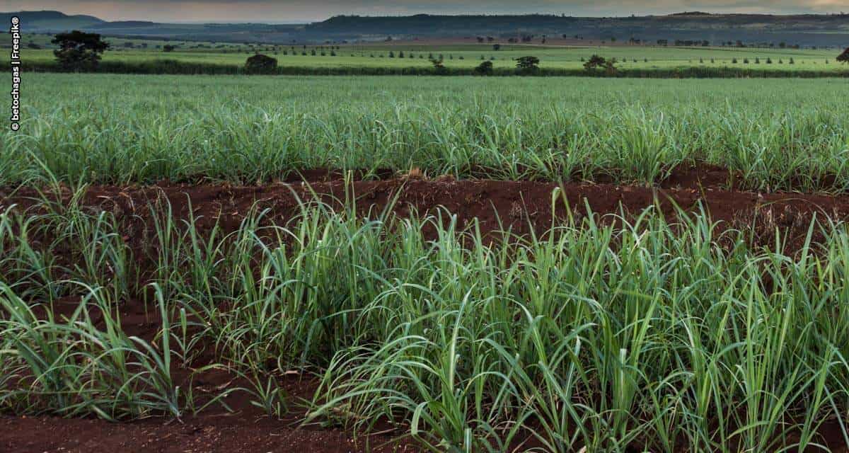 Atvos amplia plantio com semente artificial de cana-de-açúcar em colaboração com Syngenta