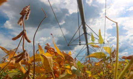 Com irrigação por pivô, produtor de soja tem um salto na produtividade