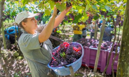 Cooperativas Vinícolas preveem regularização dos estoques com a Safra 2021